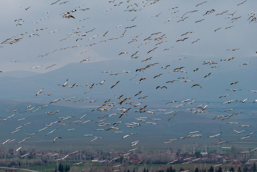 Bir yıl kurudu, bu yıl bambaşka bir manzara sundu - Resim: 6