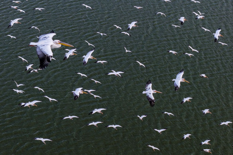 Bir yıl kurudu, bu yıl bambaşka bir manzara sundu - Resim: 10
