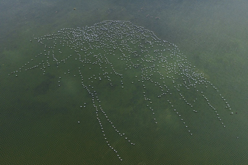 Bir yıl kurudu, bu yıl bambaşka bir manzara sundu - Resim: 11