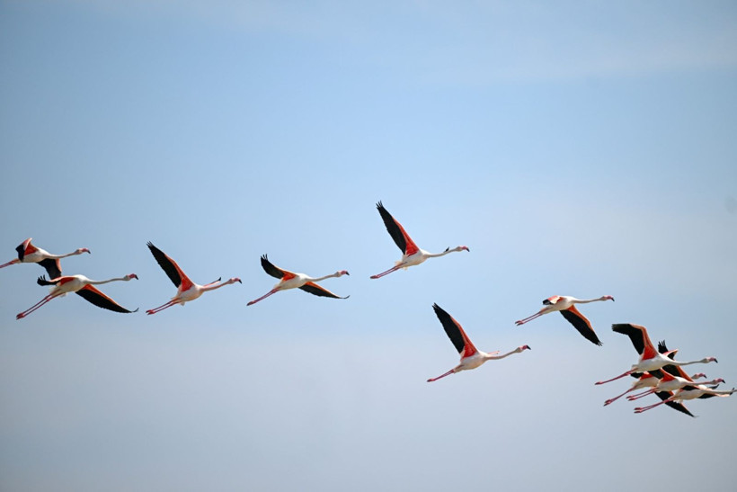 40 yıl sonra sesleri duyuldu: Akın akın geldiler - Resim: 1