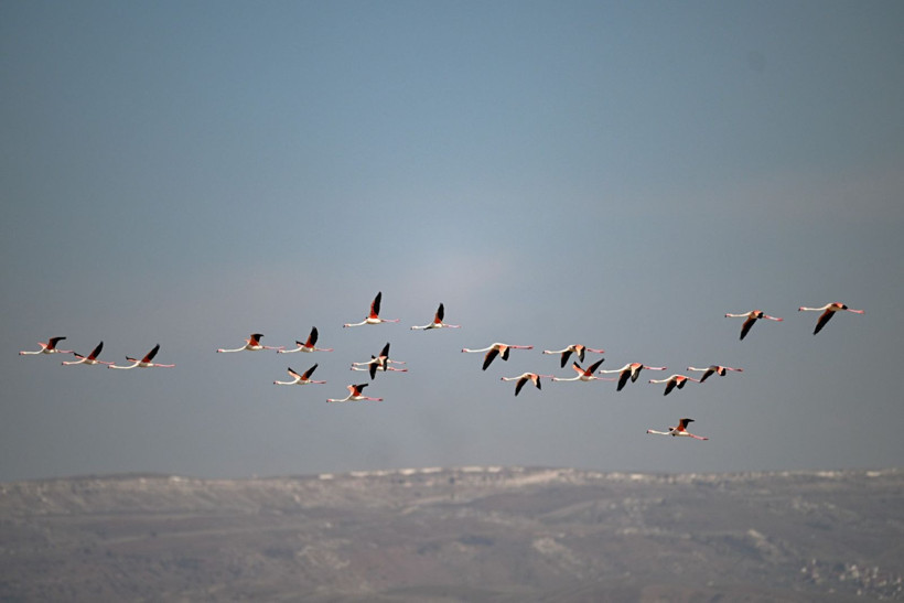 40 yıl sonra sesleri duyuldu: Akın akın geldiler - Resim: 8