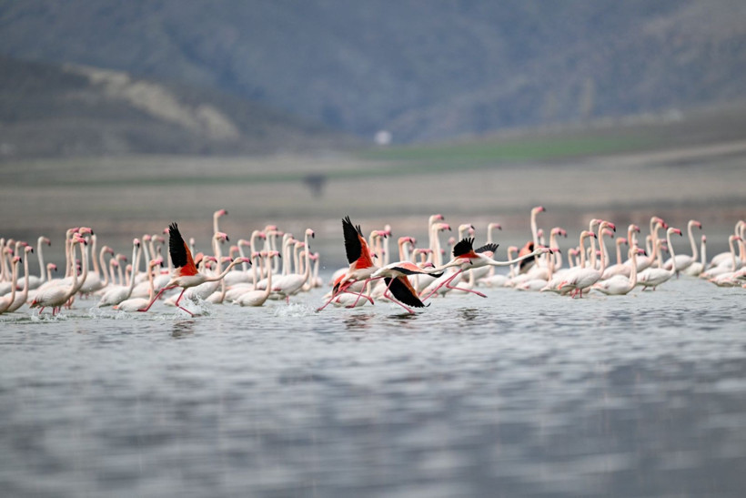 40 yıl sonra sesleri duyuldu: Akın akın geldiler - Resim: 29