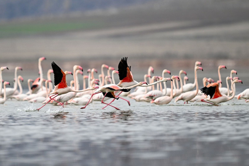 40 yıl sonra sesleri duyuldu: Akın akın geldiler - Resim: 30