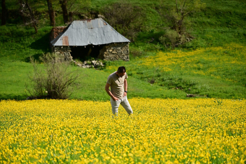 Sadece 20 gün sürüyor; O vadi sarıya boyandı - Resim : 1