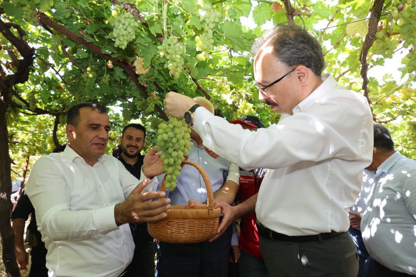 Türkiye'de her evde kilolarca yeniyor, yaprakları yurt dışına satılıyor - Resim : 3