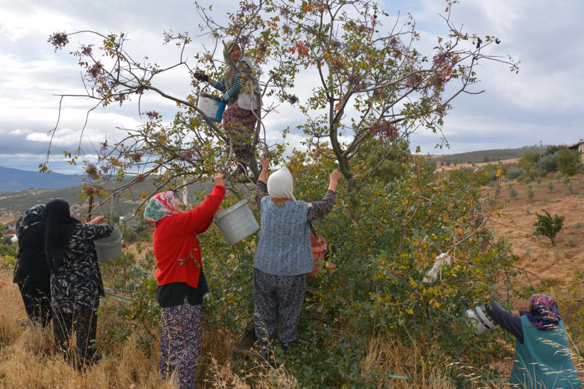 Annesinden öğrendi, 78 yaşında hâlâ topluyor. Yılda 450 ton üretiliyor - Resim : 4