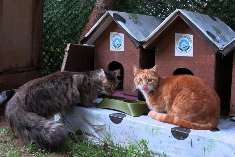 ‘Kedi Köyü’nün sınırları genişledi: 200 kedinden, bin 200 kediye çıktı - Resim: 7