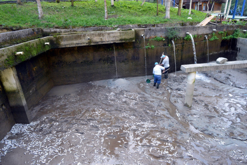 Selin vurduğu tesiste alabalıkların 'oksijen' mücadelesi - Resim : 3