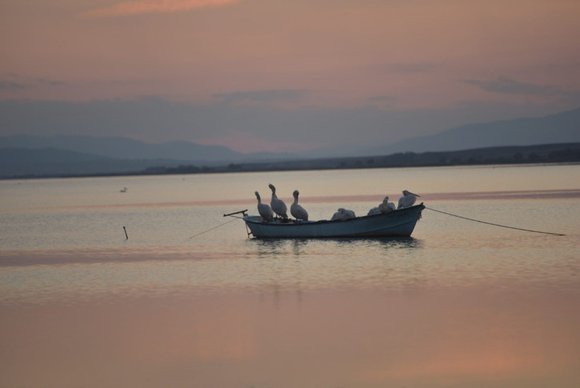Manyas Kuş Cenneti’nde sonbahar şöleni: Pelikanlar ve flamingolar göç yolunda - Resim : 2