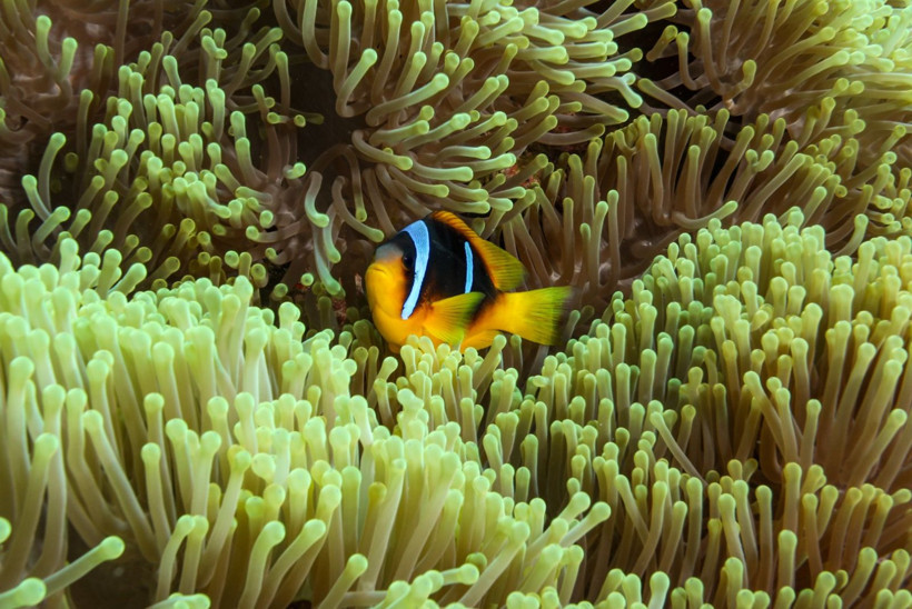 Kızıldeniz'in rengarenk sahipleri - Resim: 7