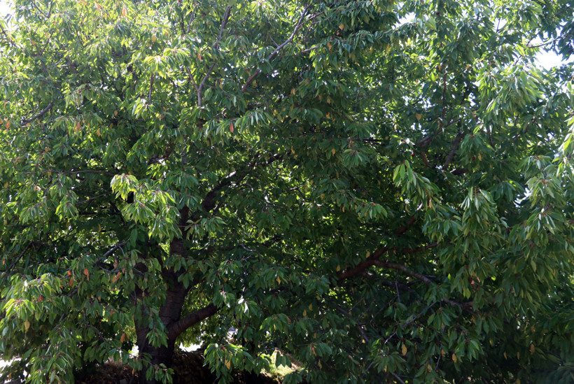 Kirazdan sonra vişnede de rekolte alarmı! - Resim : 1
