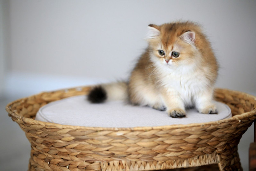 Kedinizin sizi sevdiğini gösteren 4 işaret - Resim: 1