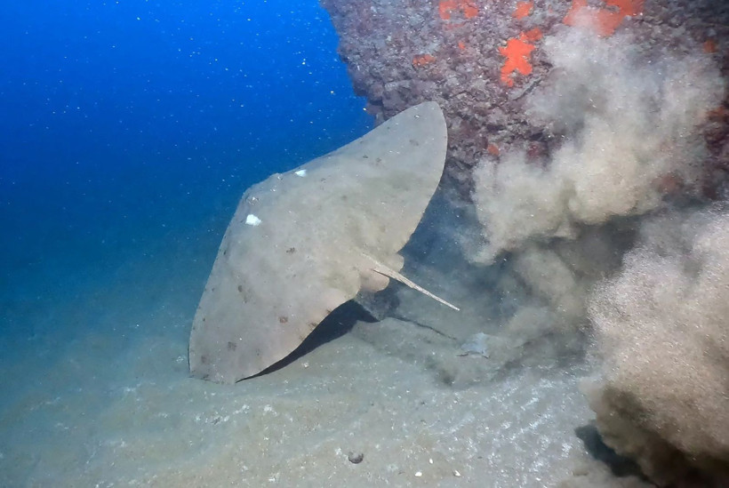 Hatay'da denize daldılar, büyülendiler - Resim: 18