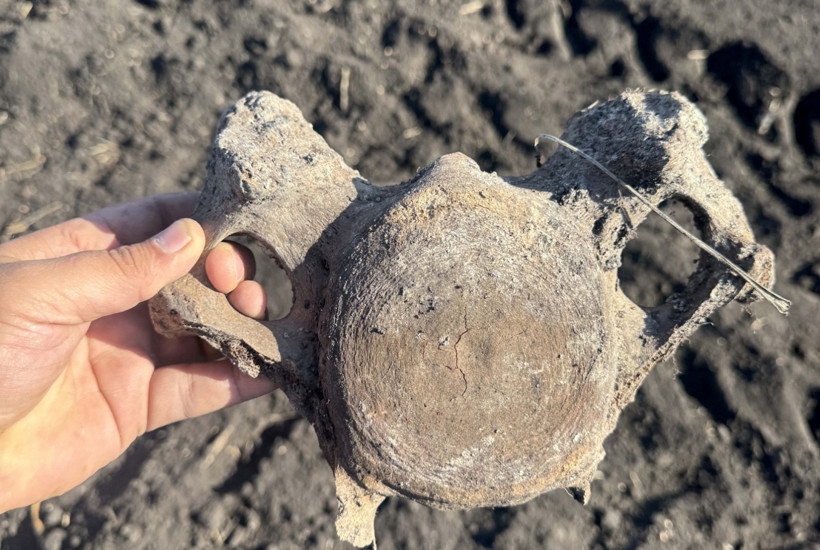 Kahramanmaraş’ta eşine az rastlanabilecek keşif: 600 yıllık fil kemikleri çıktı - Resim : 1