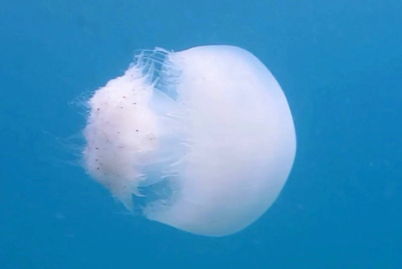 40 kiloluk 'canavarlar' Akdeniz’de: Sakın dokunmayın - Resim : 2