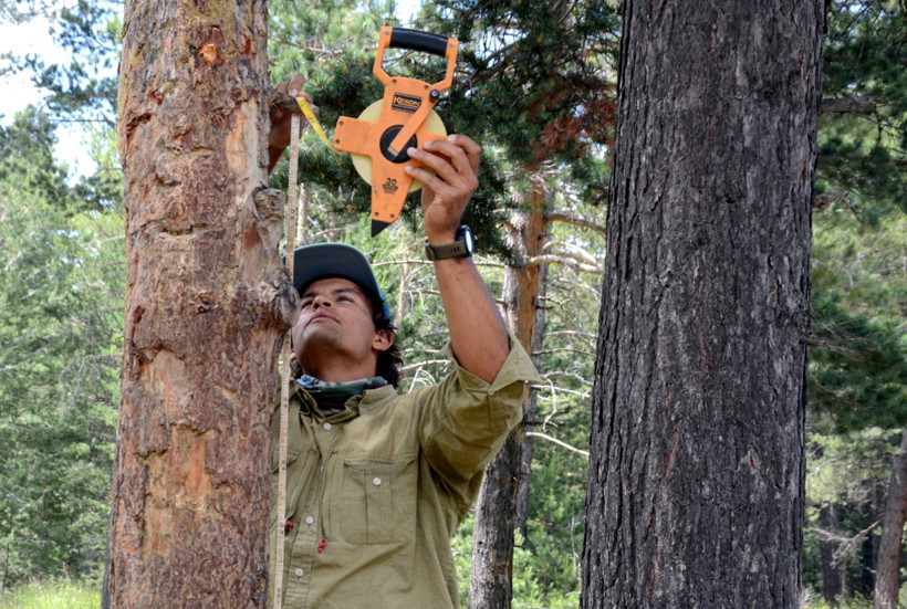 Ayıların kaşınmak için ağaç tercihi tesadüf değil - Resim : 4