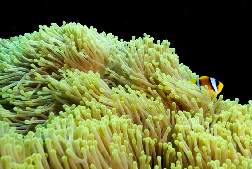 Kızıldeniz'in rengarenk sahipleri - Resim: 3