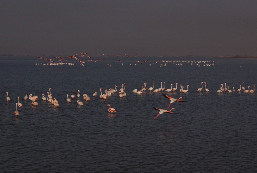 Doğu Akdeniz'de flamingo patlaması! İki katına çıktı - Resim: 23