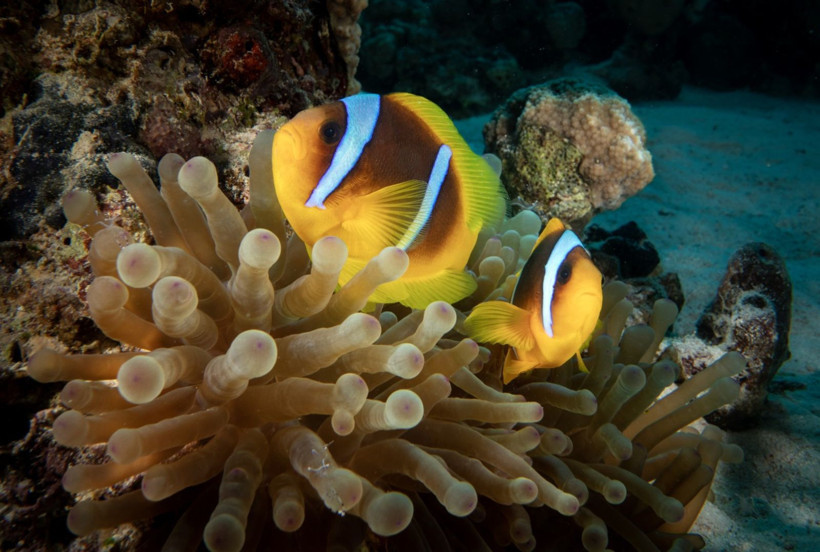 Kızıldeniz'in rengarenk sahipleri - Resim: 14