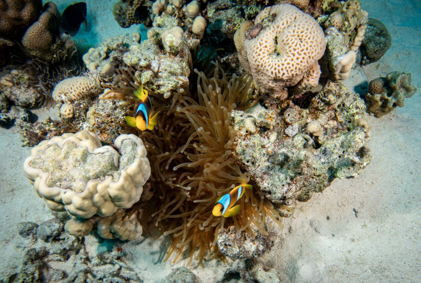 Kızıldeniz'in rengarenk sahipleri - Resim: 6