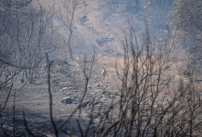 Can havliyle alevlerden kaçtı - Resim: 8