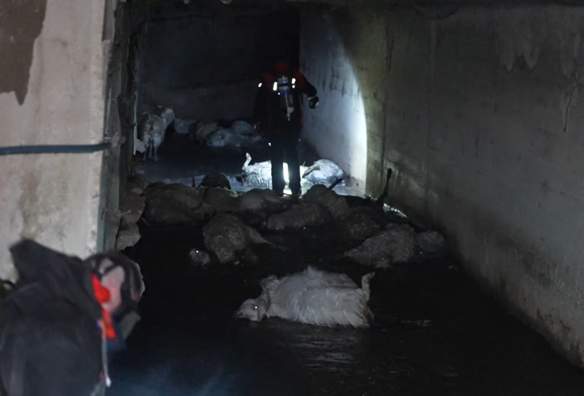 Menfezden yayılan zehirli koku hayvanları öldürdü - Resim : 1