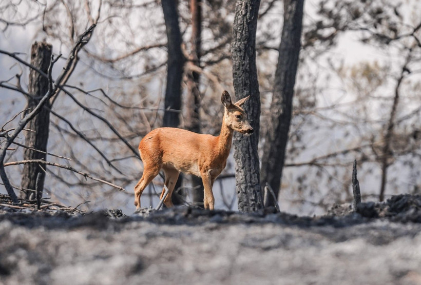 Can havliyle alevlerden kaçtı - Resim: 3