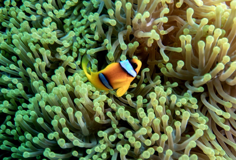 Kızıldeniz'in rengarenk sahipleri - Resim: 11