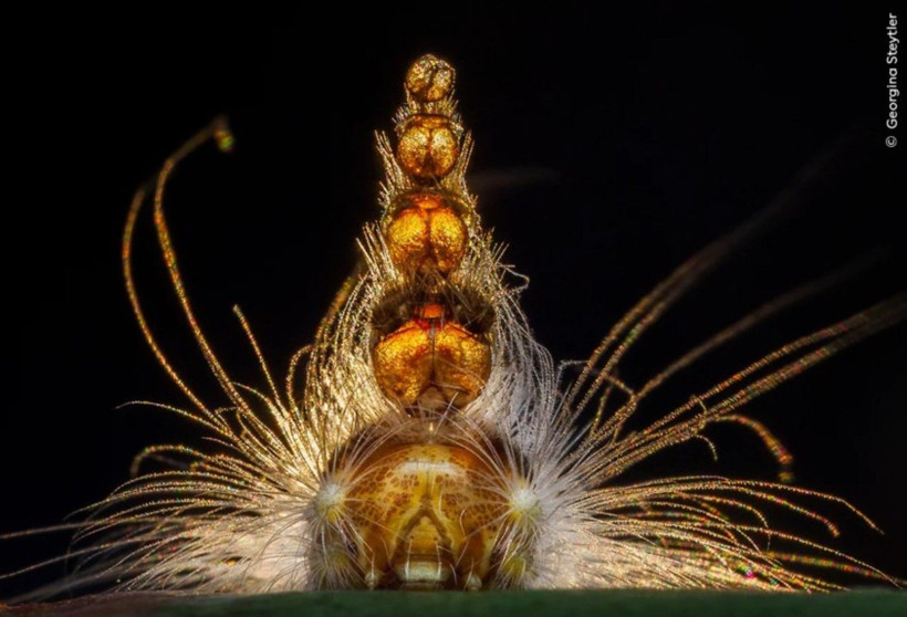 Vahşi Doğa Fotoğrafçılığı yarışmasının kazananları açıklandı: İşte büyüleyen kareler - Resim: 9