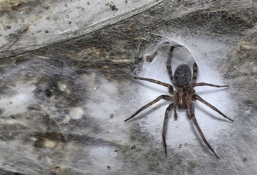 Dünyanın en büyük örümcek ağı bulundu: İçinden 110 binden fazla örümcek çıktı - Resim : 1