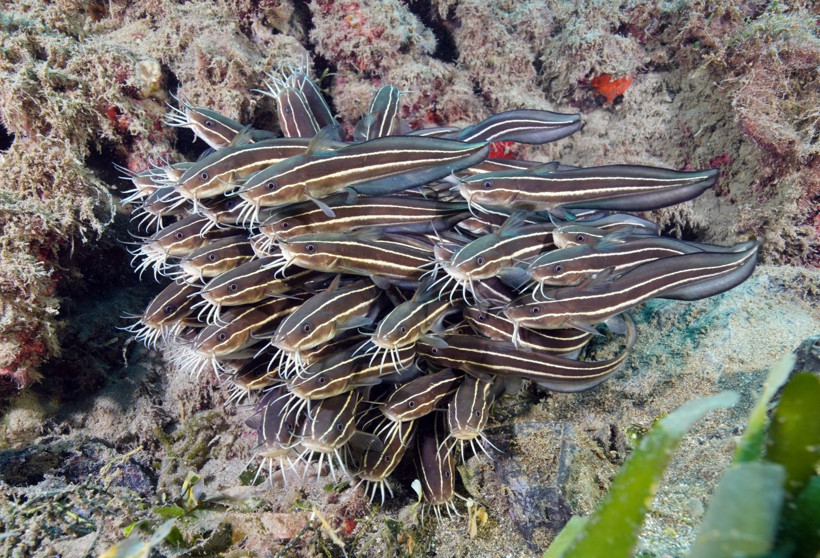 Hatay'da denize daldılar, büyülendiler - Resim: 26