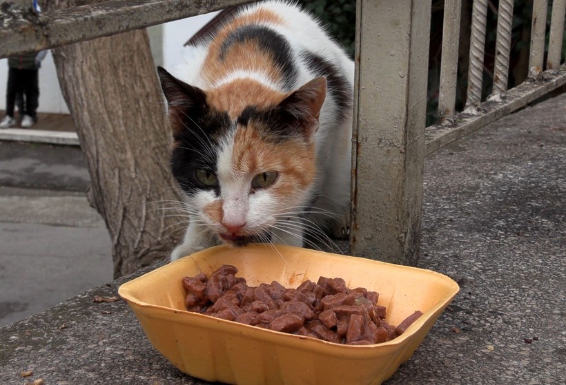 ‘Kedi Köyü’nün sınırları genişledi: 200 kedinden, bin 200 kediye çıktı - Resim: 12