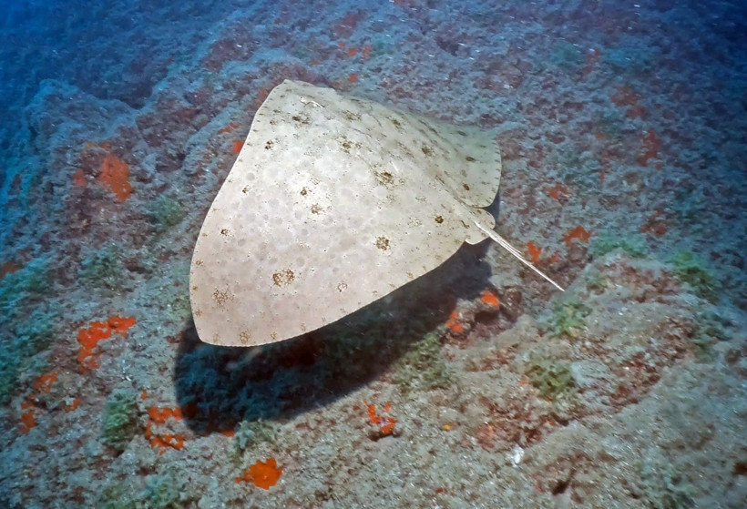 Hatay'da denize daldılar, büyülendiler - Resim: 21
