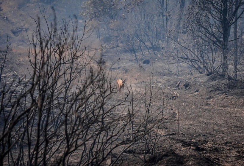 Can havliyle alevlerden kaçtı - Resim: 5