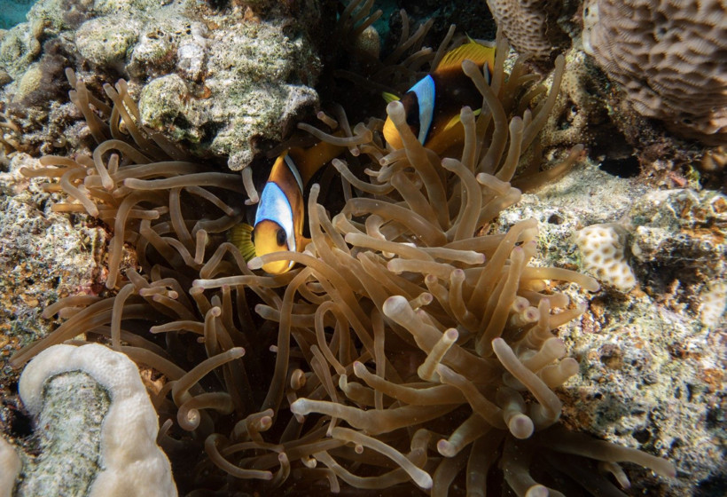 Kızıldeniz'in rengarenk sahipleri - Resim: 15