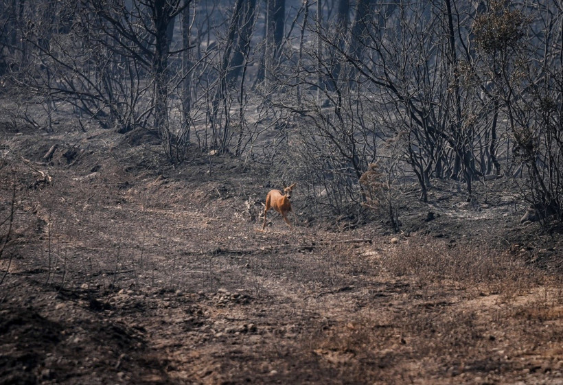 Can havliyle alevlerden kaçtı - Resim: 2