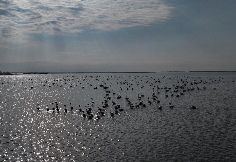 Doğu Akdeniz'de flamingo patlaması! İki katına çıktı - Resim: 24