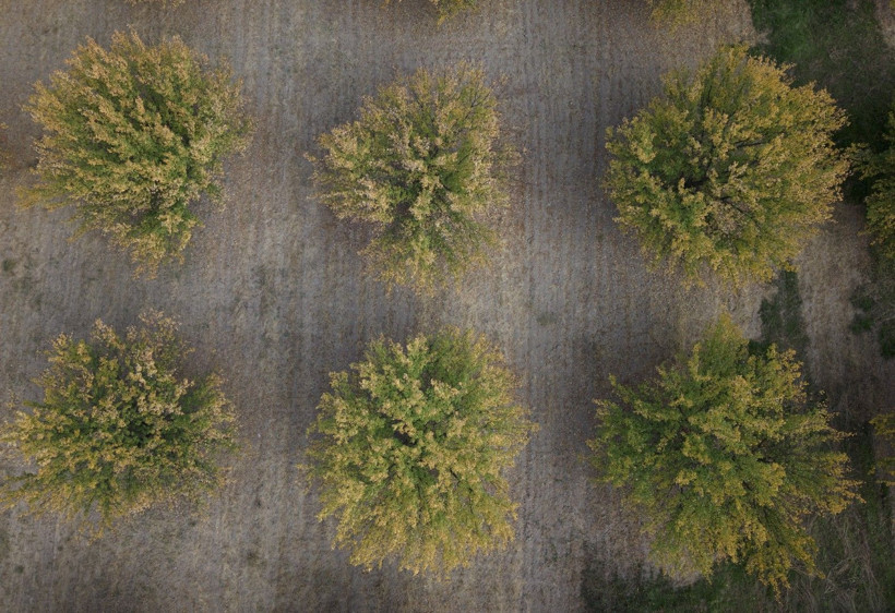 Kayısı bahçeleri büyüledi - Resim: 3