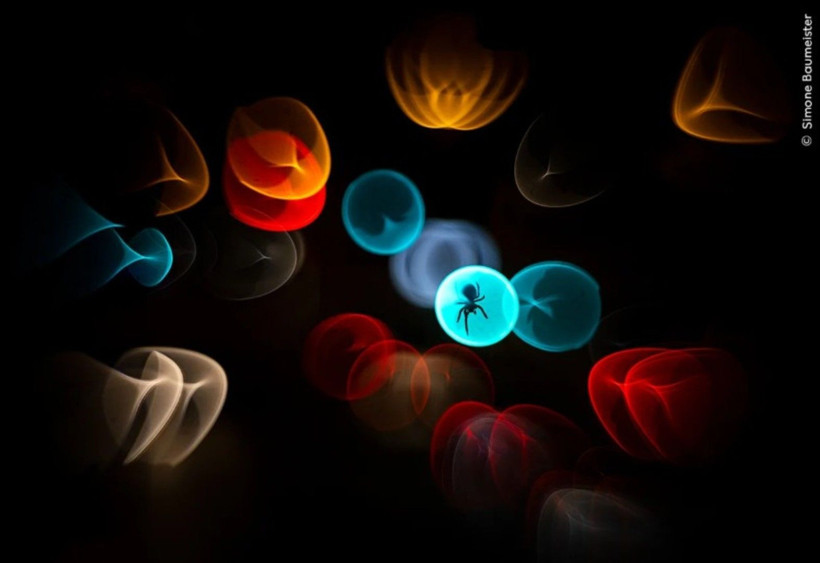 Vahşi Doğa Fotoğrafçılığı yarışmasının kazananları açıklandı: İşte büyüleyen kareler - Resim: 8