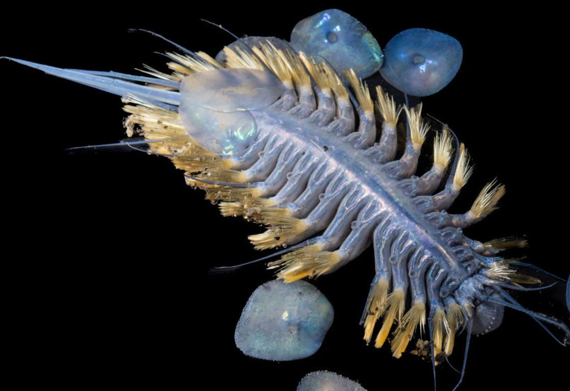 Derin denizde bulundu: 'Ölüm topu' avcı deniz süngeri - Resim : 1