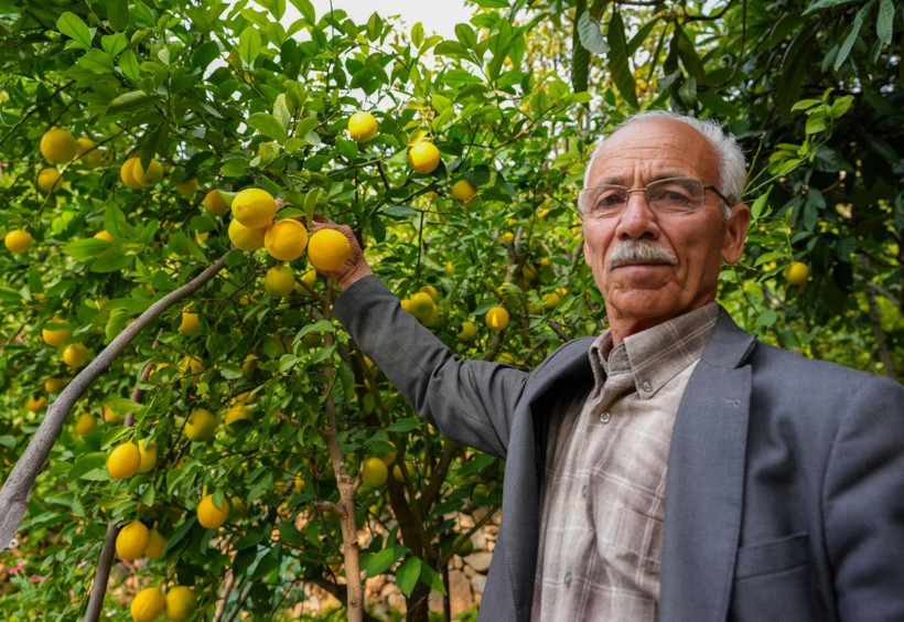 İklim değişti mahsul şaşırttı: Diyarbakır'da mikroklima mucizesi - Resim: 14