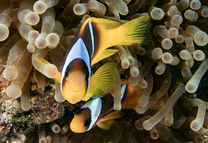 Kızıldeniz'in rengarenk sahipleri - Resim: 5