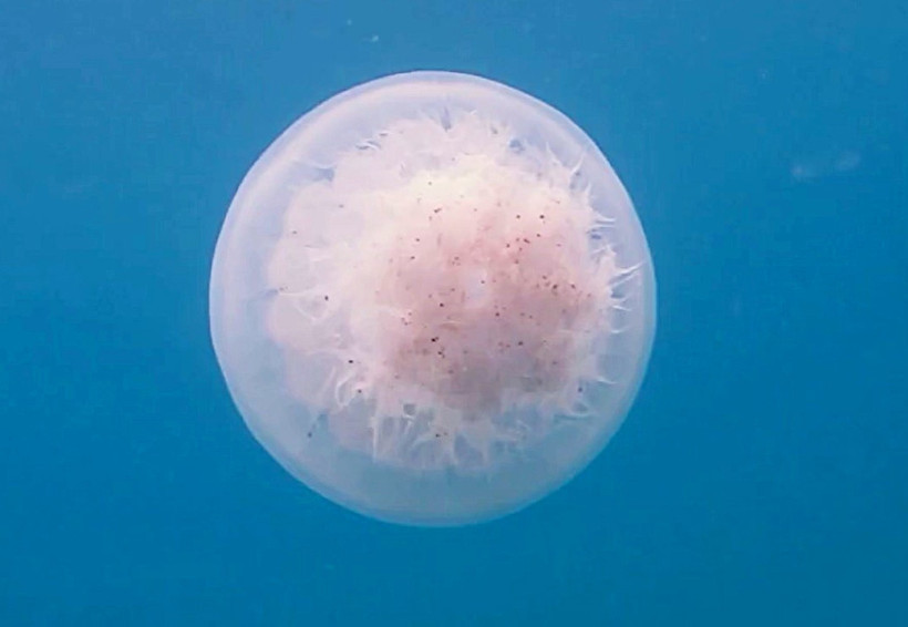 40 kiloluk 'canavarlar' Akdeniz’de: Sakın dokunmayın - Resim : 3