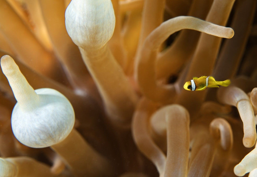 Kızıldeniz'in rengarenk sahipleri - Resim: 1