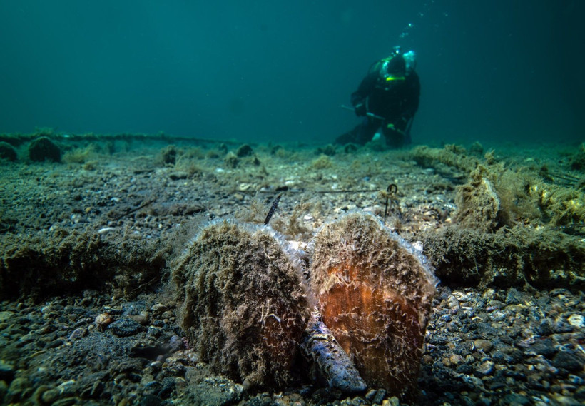 Marmara Denizi'nin filtresi artıyor: Bebek pinaların sayısı 10'a çıktı - Resim: 4