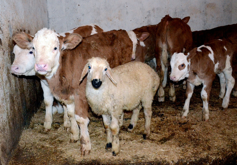 Öksüz kuzuyu inek emziriyor - Resim : 1