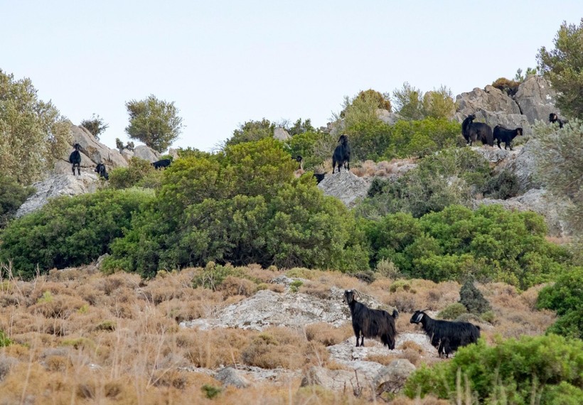 'Mavi dil hastalığı' alarmı: Turistlerin gözde ilçesi karantinaya alındı - Resim : 1