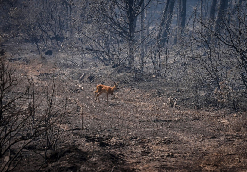 Can havliyle alevlerden kaçtı - Resim: 6