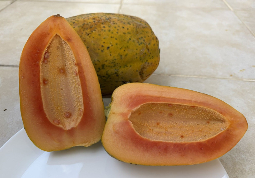 Mango ve avokado gibi değil: Alanya'da üretiyor, taleplere yetişemiyor - Resim: 6