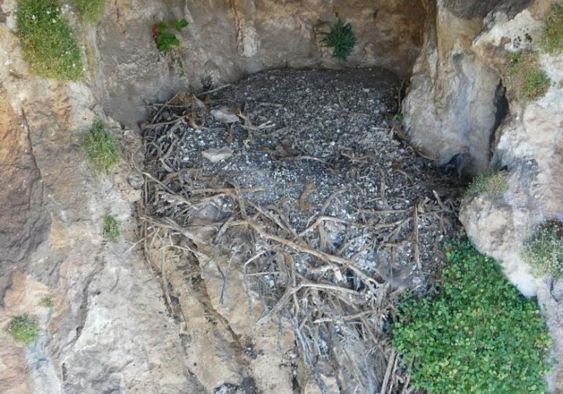 Akbaba yuvasından 700 yıllık sandalet çıktı - Resim : 2